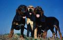 bloodhounds.thumbnail A Landslide Win for Danilo Türk